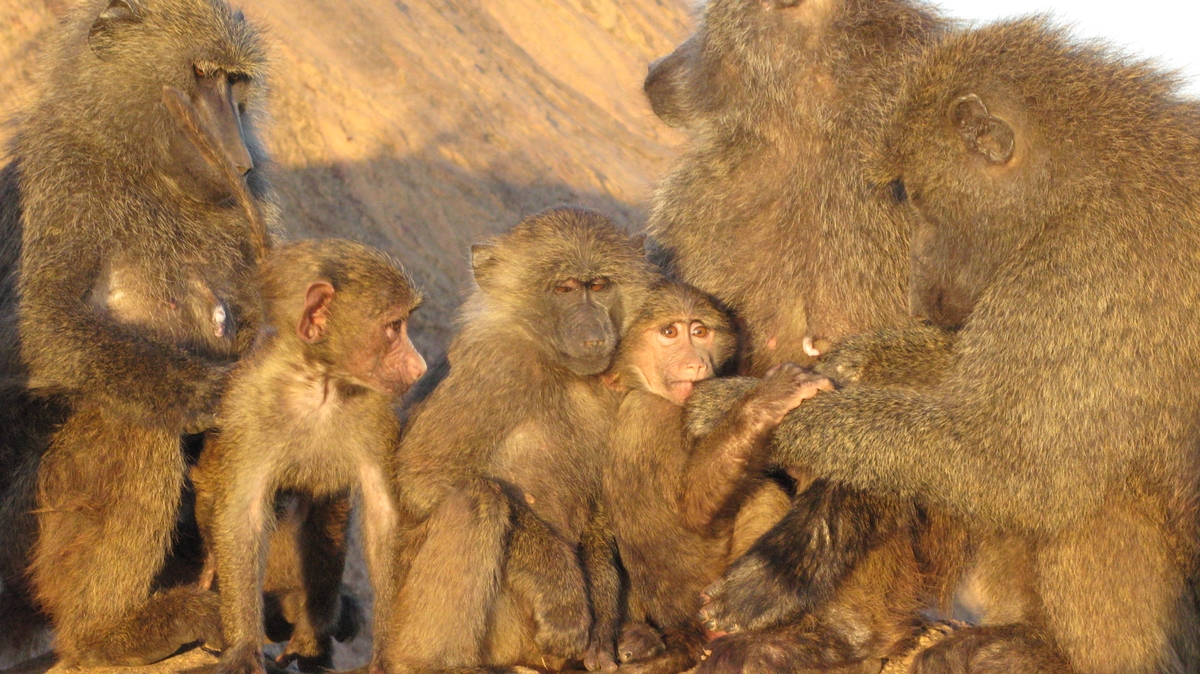Baboon Family