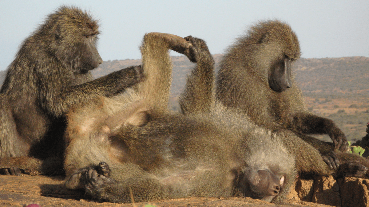 Baboon Family