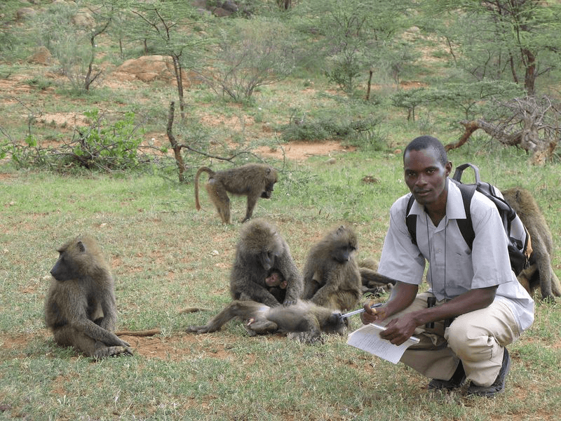 Baboon Family