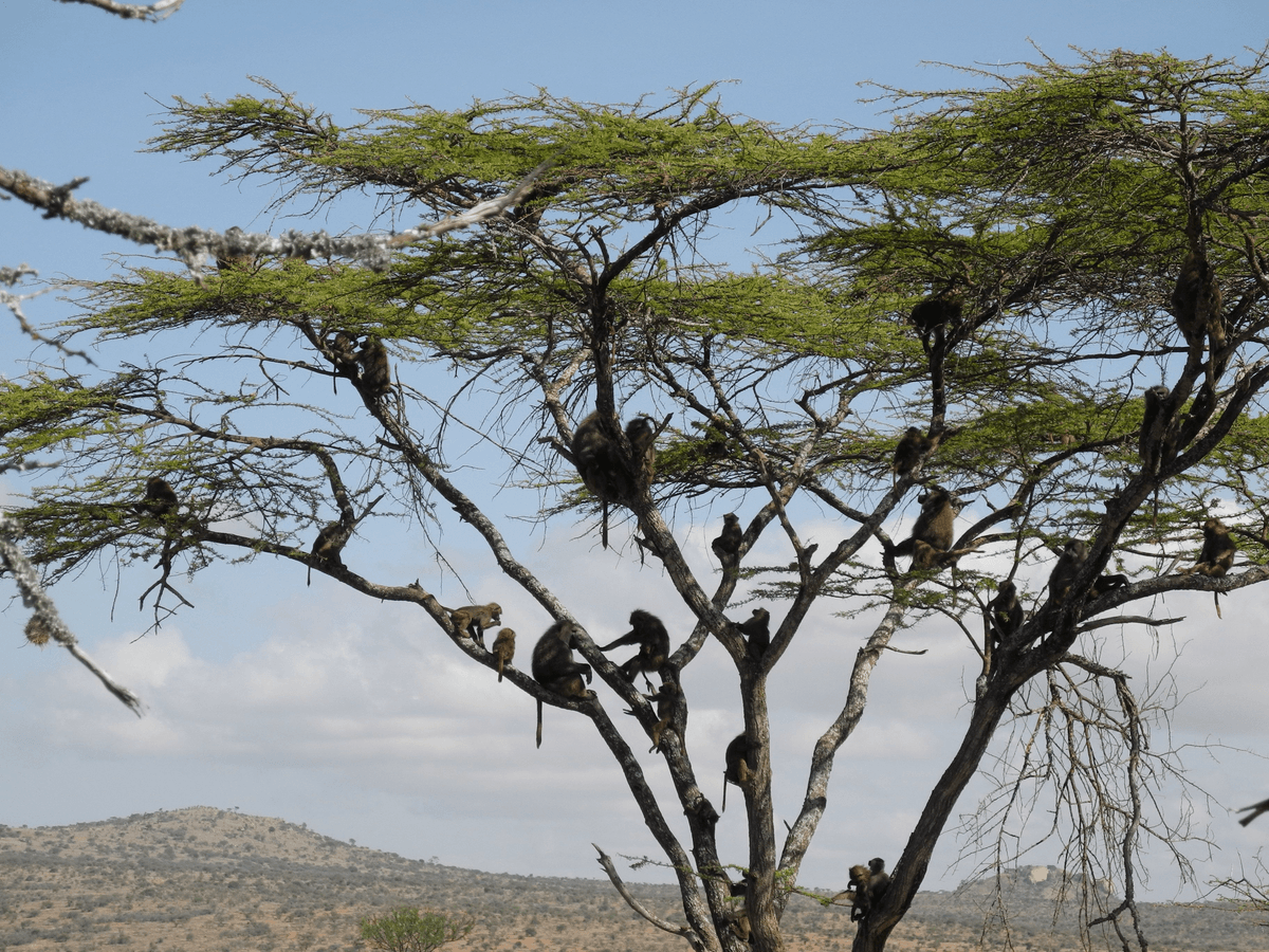 Baboon Family