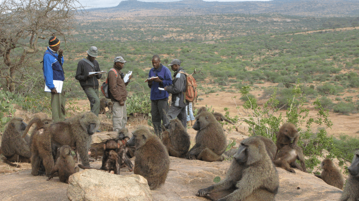 Baboon Family