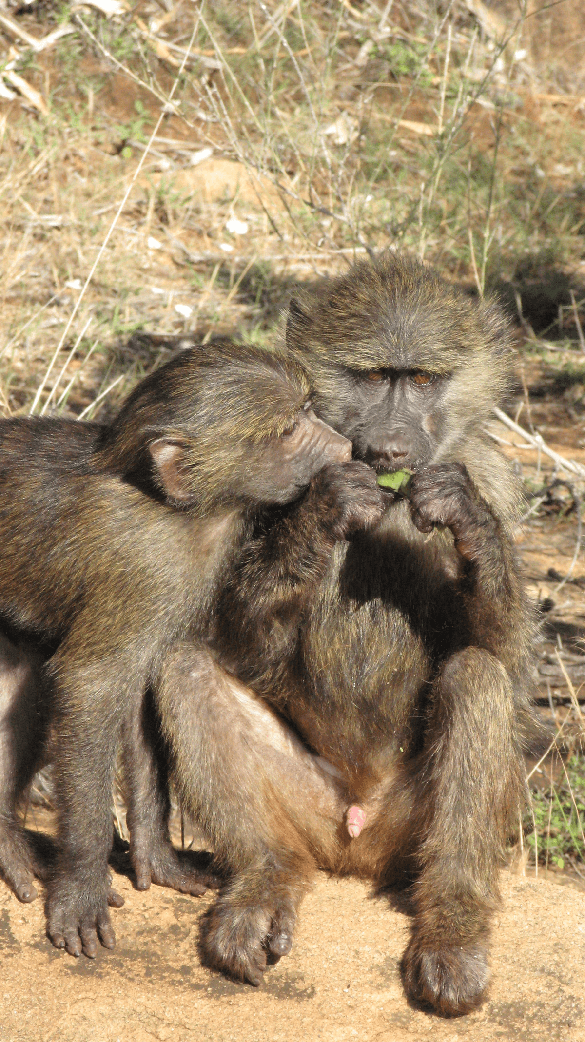 Baboon Family