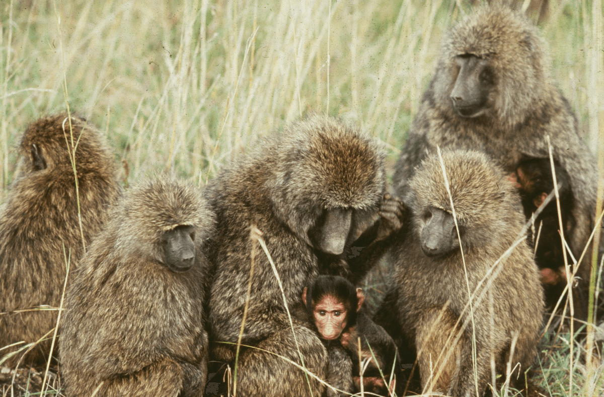Baboon Family