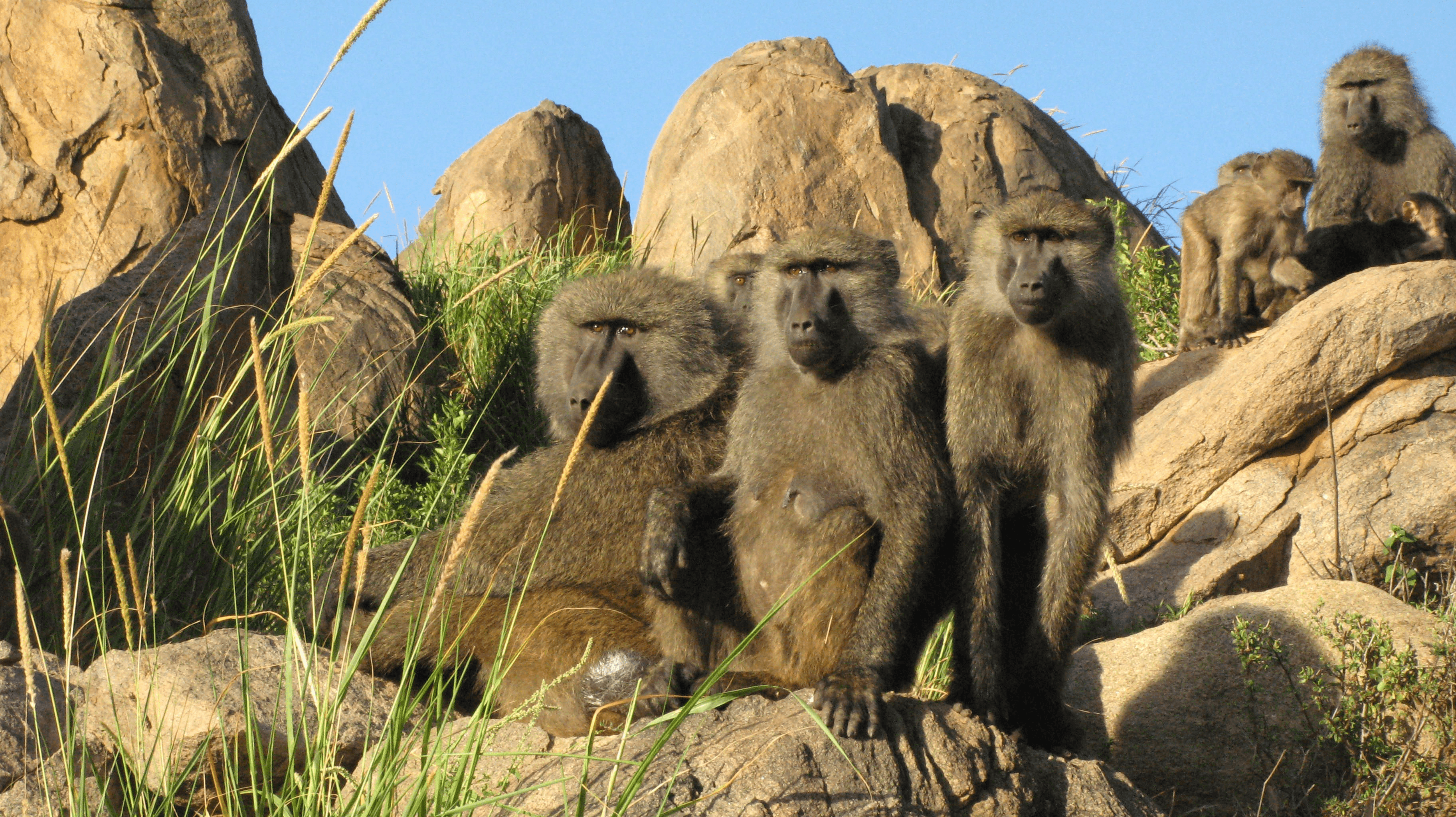 Where Wildlife Comes
Alive Through Baboons